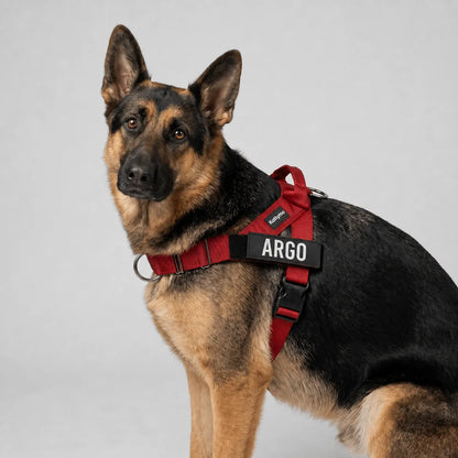 Katlyma Walk® – Pettorina antitiro